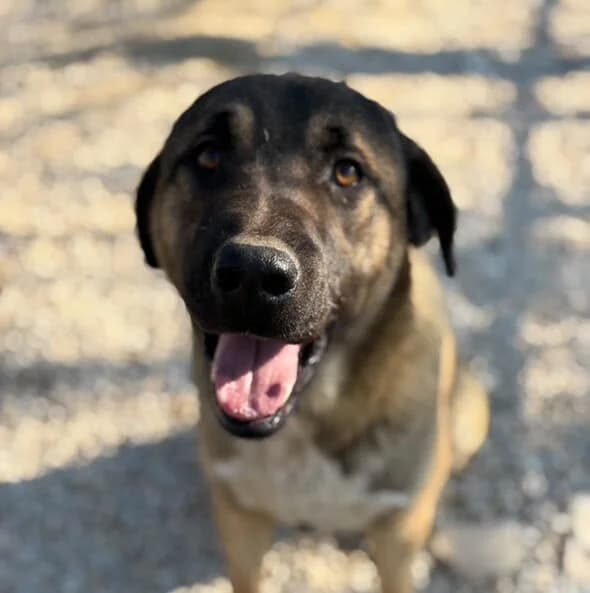 Tony, young Mixed Breed for adoption at Animal Lovers Strumica, Strumica