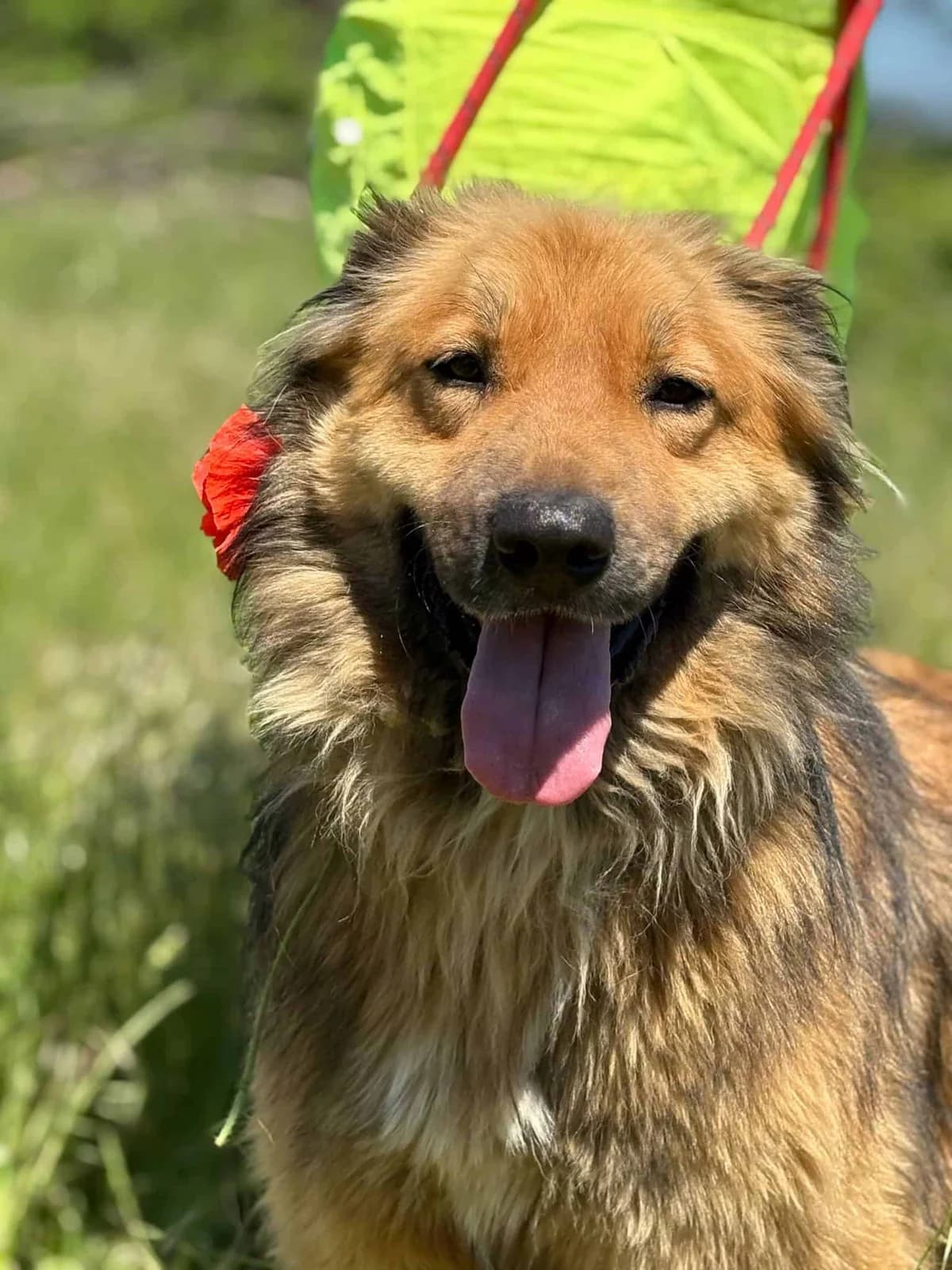 Leo (2), young Mixed Breed for adoption at Animal Lovers Strumica, Strumica