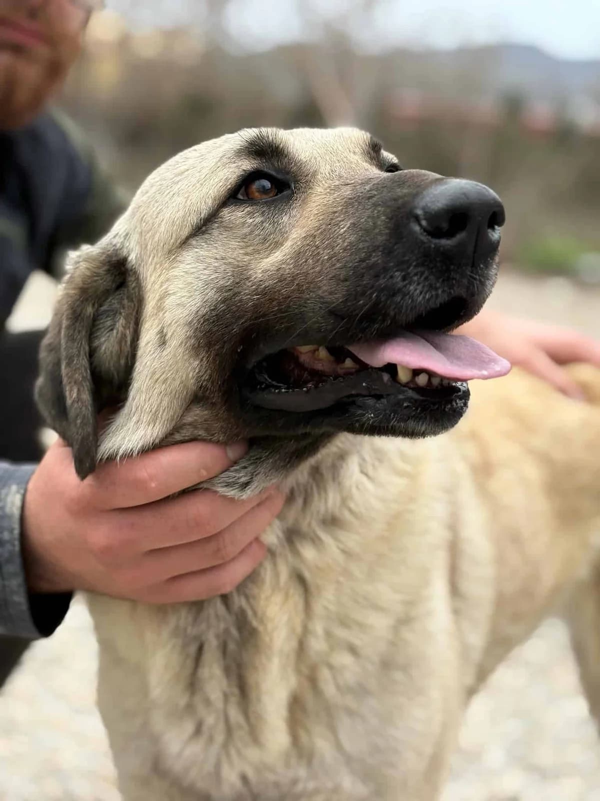 Lola, young Mixed Breed for adoption at Animal Lovers Strumica, Strumica