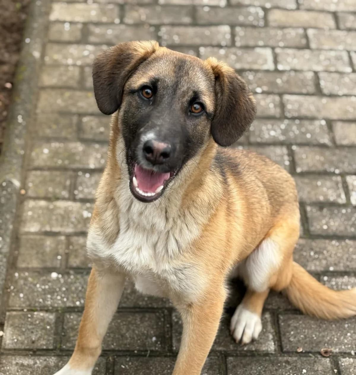 Pablo, young Mixed Breed for adoption at Animal Lovers Strumica, Strumica