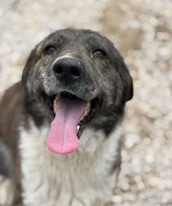 Kora, 3yo Mixed Breed for adoption at Animal Lovers Strumica, Strumica