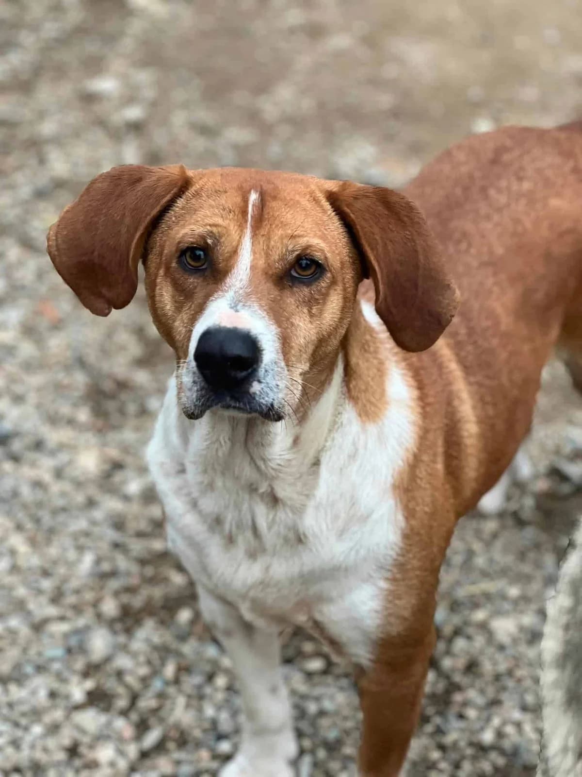Chappo, 5yo Mixed Breed for adoption at Animal Lovers Strumica, Strumica