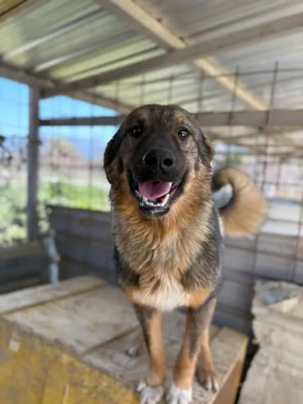 Roberto, young Mixed Breed for adoption at Animal Lovers Strumica, Strumica