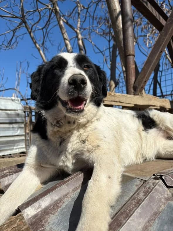 Bee, 5yo Mixed Breed for adoption at Animal Lovers Strumica, Strumica