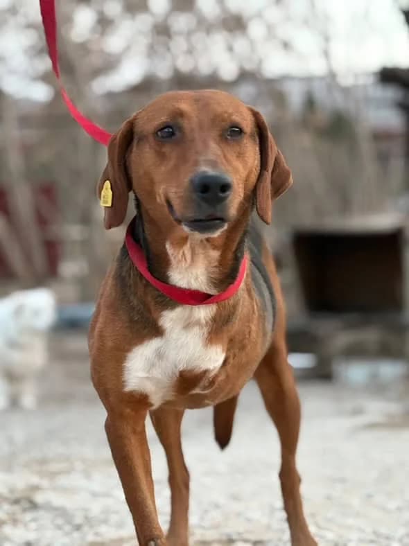 Hunter, 5yo Mixed Breed for adoption at Animal Lovers Strumica, Strumica