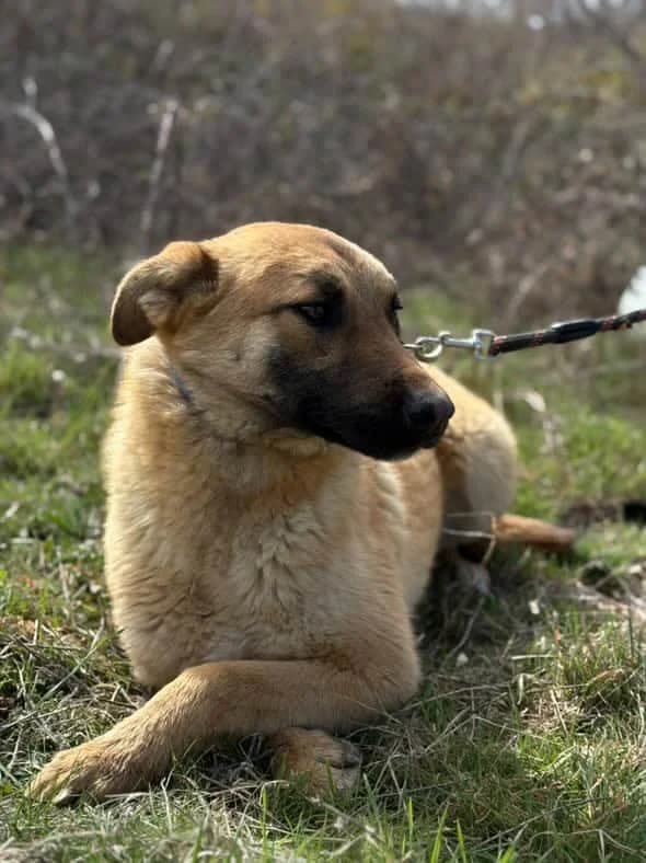 Johnny, young Mixed Breed for adoption at Animal Lovers Strumica, Strumica