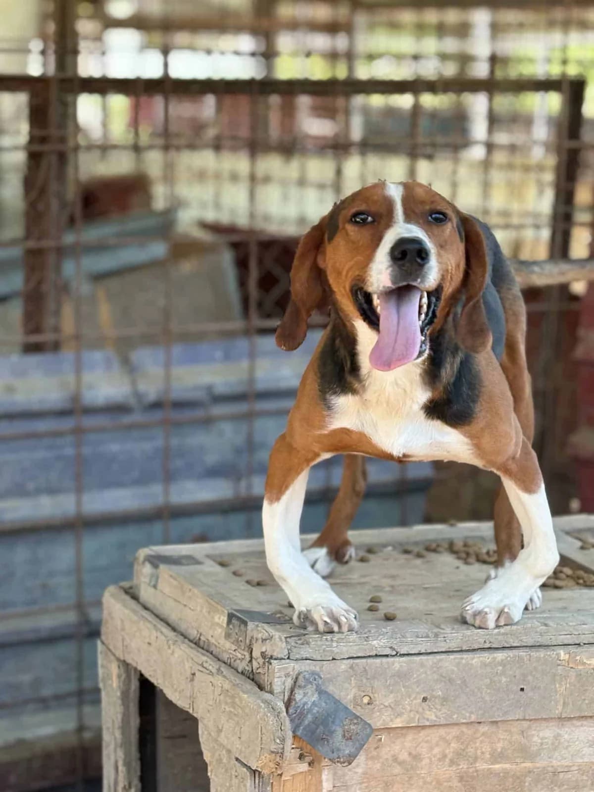 Felix, young Mixed Breed for adoption at Animal Lovers Strumica, Strumica