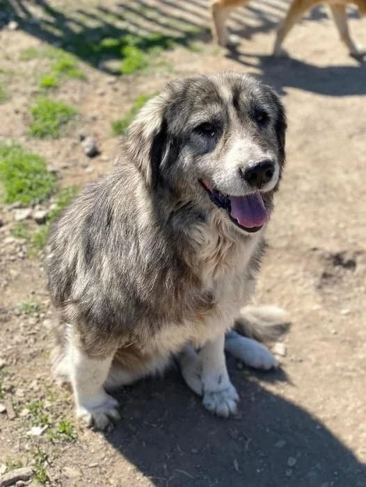 Amy, female senior Mixed Breed for adoption at Happy Shelter Skopje