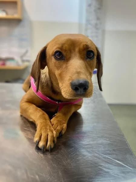 Lisa, female young Mixed Breed for adoption at Happy Shelter Skopje
