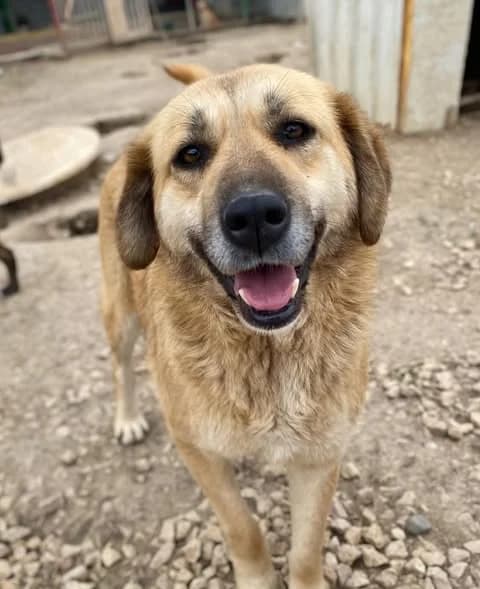 Joky, female 3yo Mixed Breed for adoption at Happy Shelter Skopje