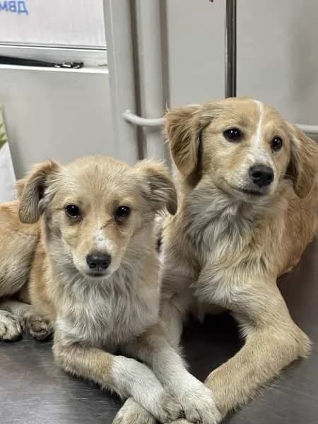 Gracie and Riley, puppy Mixed Breed for adoption at Happy Shelter Skopje