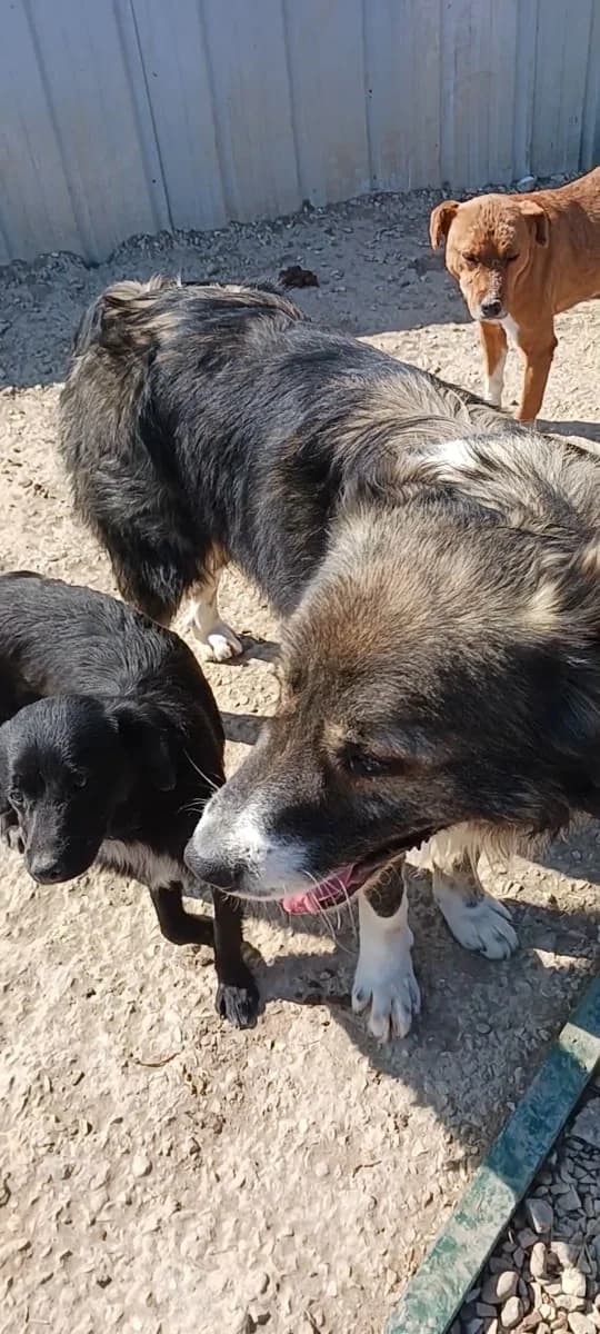 Happy, male 4yo Mixed Breed for adoption at Happy Shelter Skopje