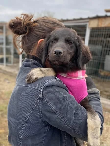 Amara, female puppy Mixed Breed for adoption at Happy Shelter Skopje
