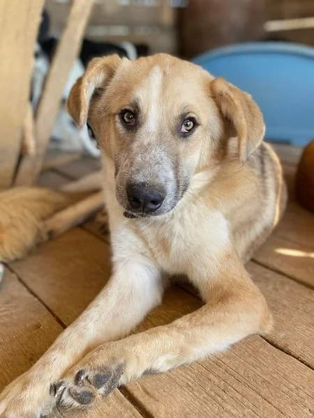 Alex, male young Mixed Breed for adoption at Happy Shelter Skopje
