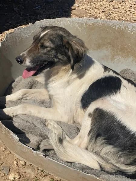 Jane, female 3yo Mixed Breed for adoption at Happy Shelter Skopje