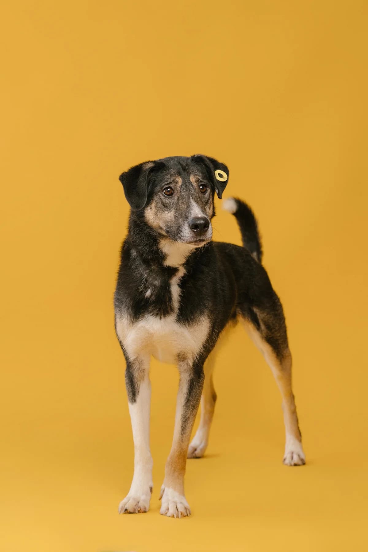 Aron (Арон), male Mixed Breed for adoption at Lajka - Dog Shelter Skopje, Skopje