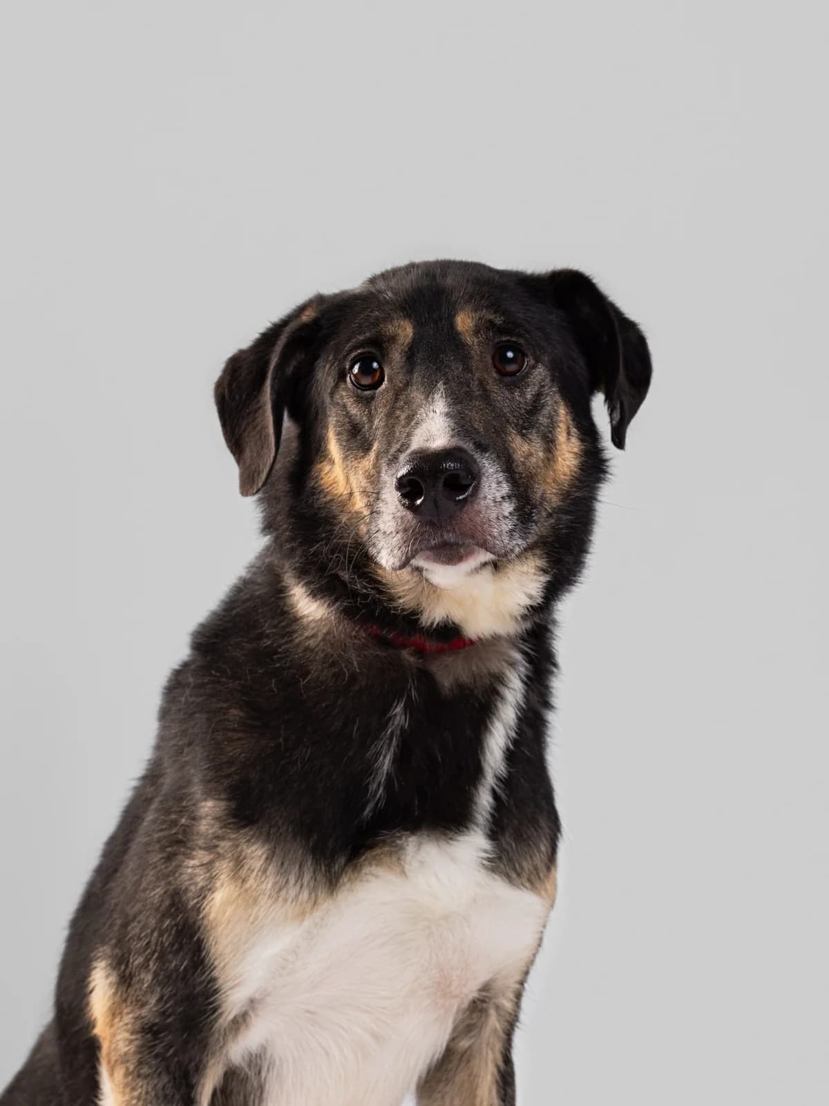 Aron (Арон), male Mixed Breed for adoption at Lajka - Dog Shelter Skopje, Skopje