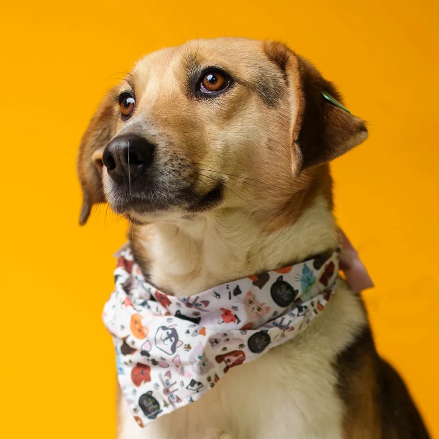 Deni (Дени), male Mixed Breed for adoption at Lajka - Dog Shelter Skopje, Skopje