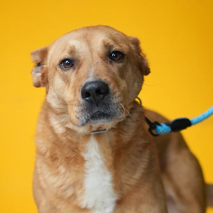Zhika (Жика), male Mixed Breed for adoption at Lajka - Dog Shelter Skopje, Skopje