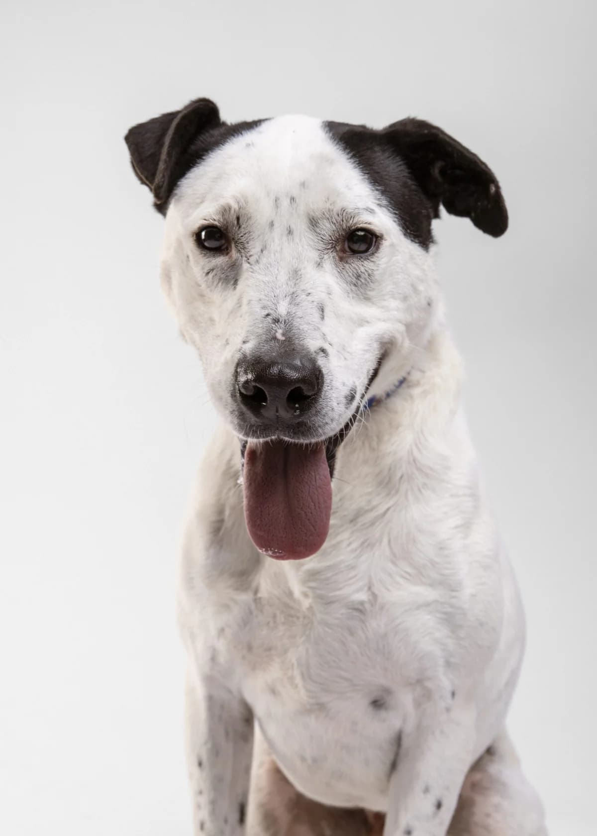 Chip (Чип), mixed breed for adoption at Lajka - Dog Shelter Skopje, Skopje