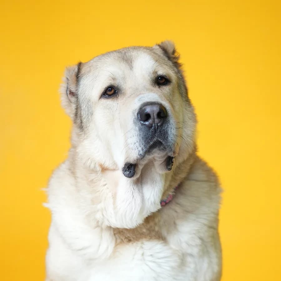 Simba (Симба), male Mixed Breed for adoption at Lajka - Dog Shelter Skopje, Skopje