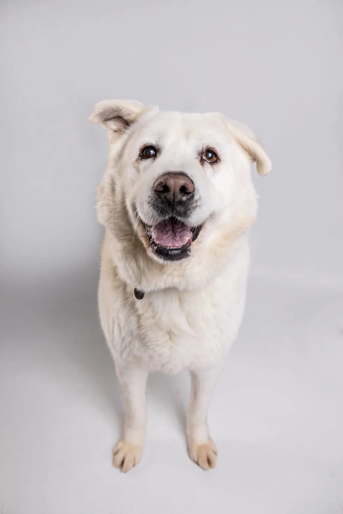 Belcho (Белчо), male 3yo Mixed Breed for adoption at Lajka - Dog Shelter Skopje, Skopje