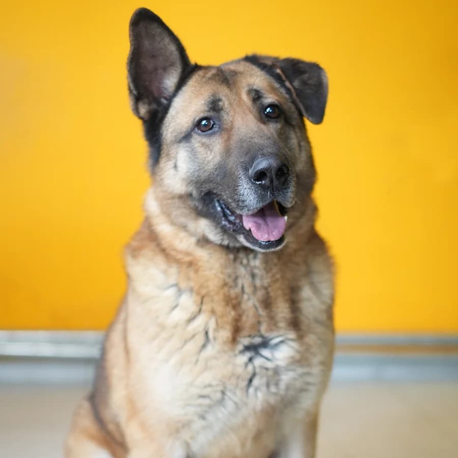 Fits (Фиц), 5yo Mixed Breed for adoption at Lajka - Dog Shelter Skopje, Skopje