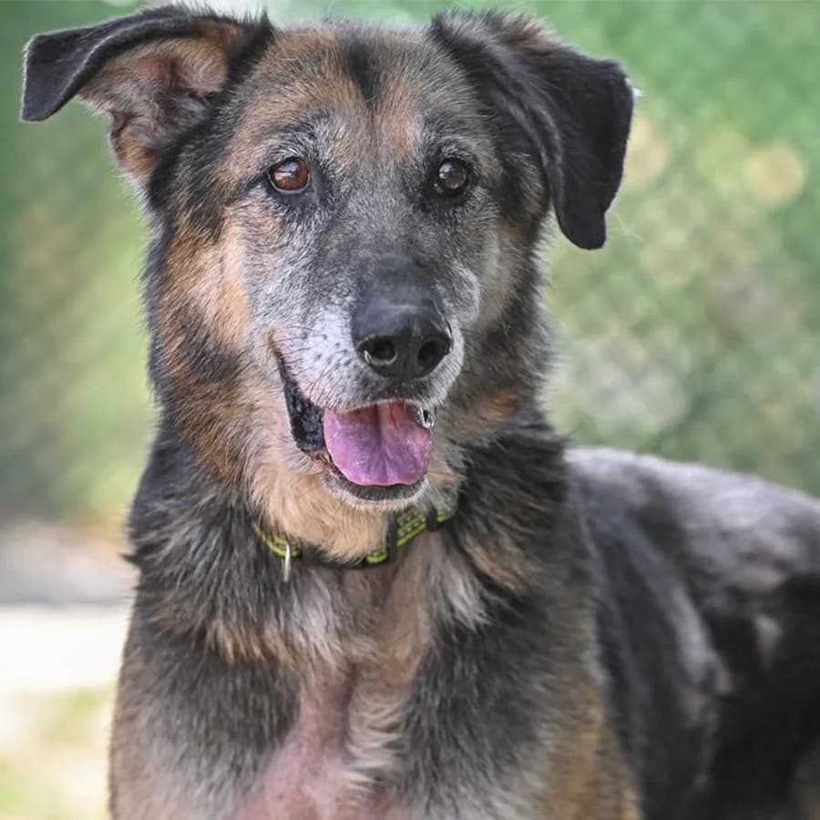 Bumer (Бумер), male 5yo Mixed Breed for adoption at Lajka - Dog Shelter Skopje, Skopje