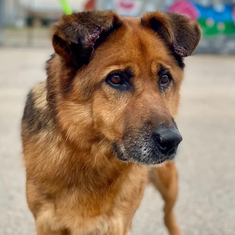 Roki (Роки), 7yo Mixed Breed for adoption at Lajka - Dog Shelter Skopje, Skopje