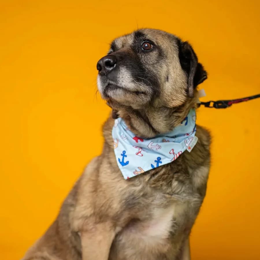 Tajson (Тајсон), male 6yo Mixed Breed for adoption at Lajka - Dog Shelter Skopje, Skopje