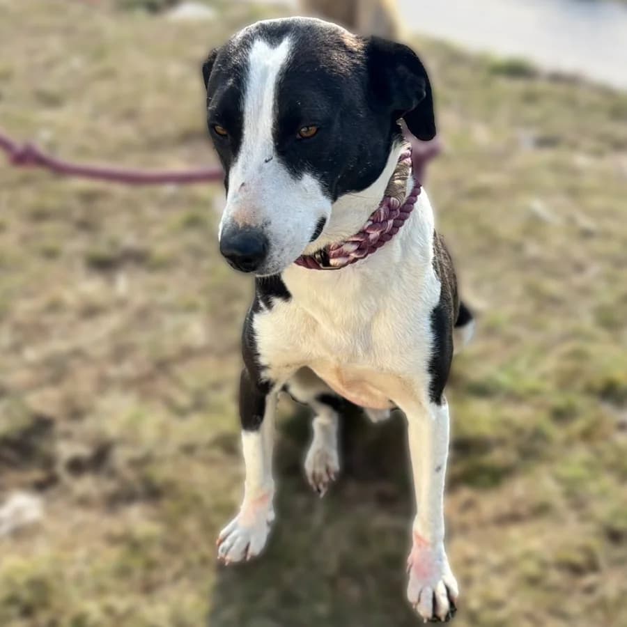 Dzino (Џино), male 5yo Mixed Breed for adoption at Lajka - Dog Shelter Skopje, Skopje