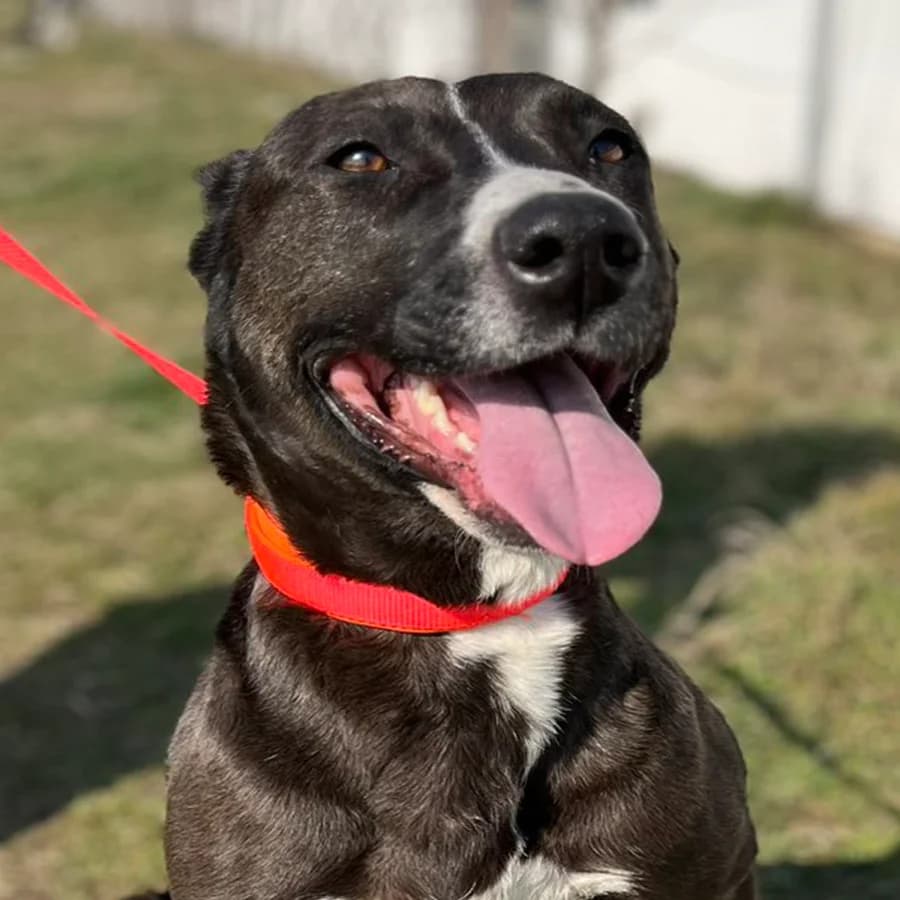 Lidija (Лидија), female 5yo Mixed Breed for adoption at Lajka - Dog Shelter Skopje, Skopje