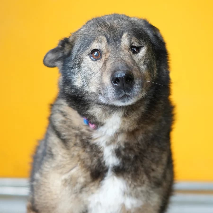 Vuchko (Вучко), male 7yo Mixed Breed for adoption at Lajka - Dog Shelter Skopje, Skopje