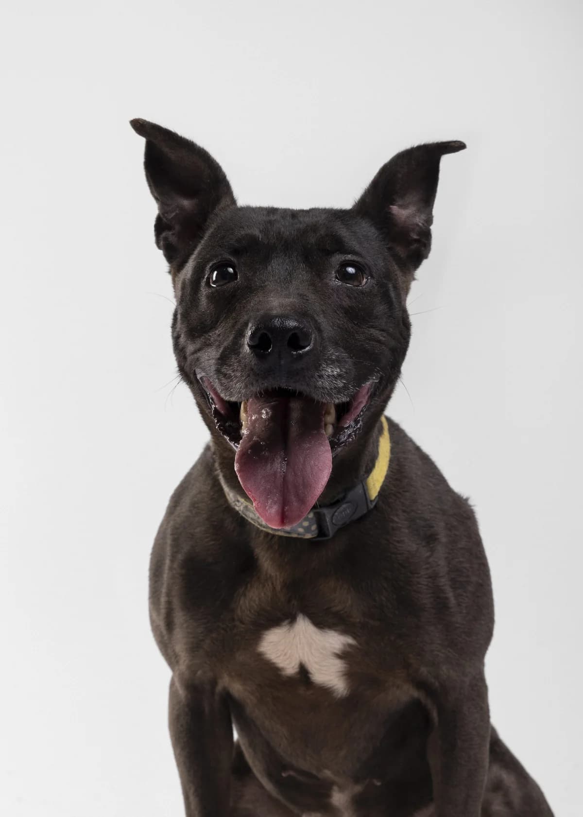 Kira (Кира), female 5yo mixed breed for adoption at Lajka - Dog Shelter Skopje, Skopje