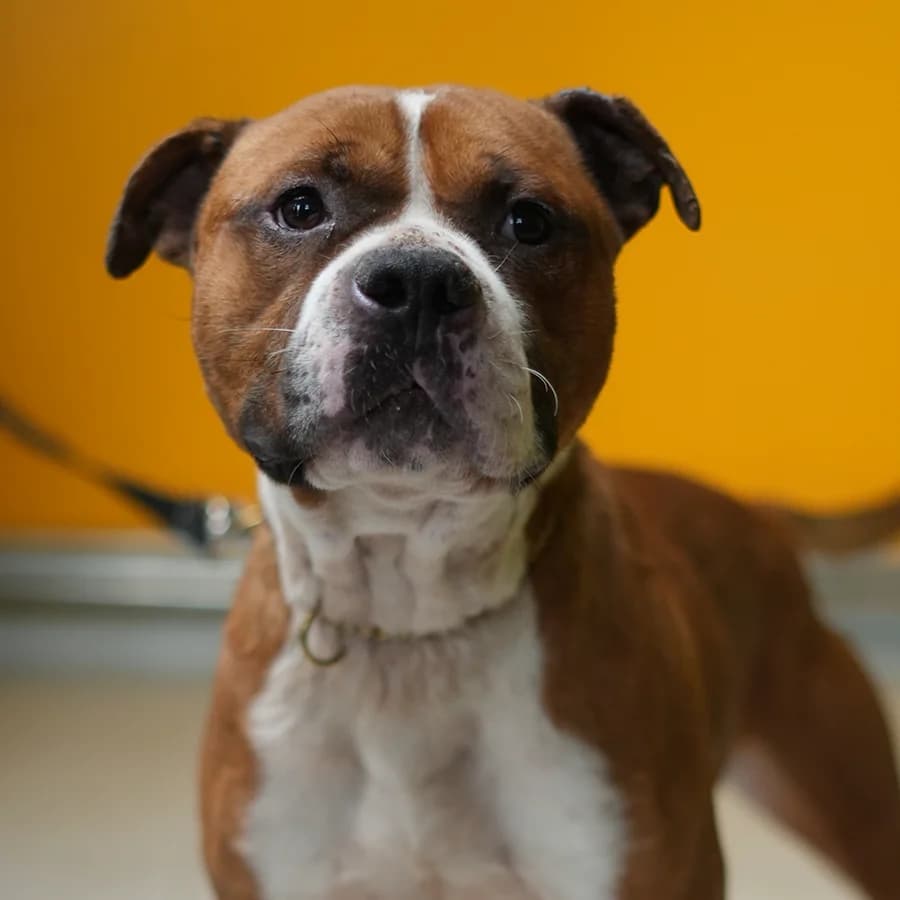 Buch (Буч), male young mixed breed for adoption at Lajka - Dog Shelter Skopje, Skopje