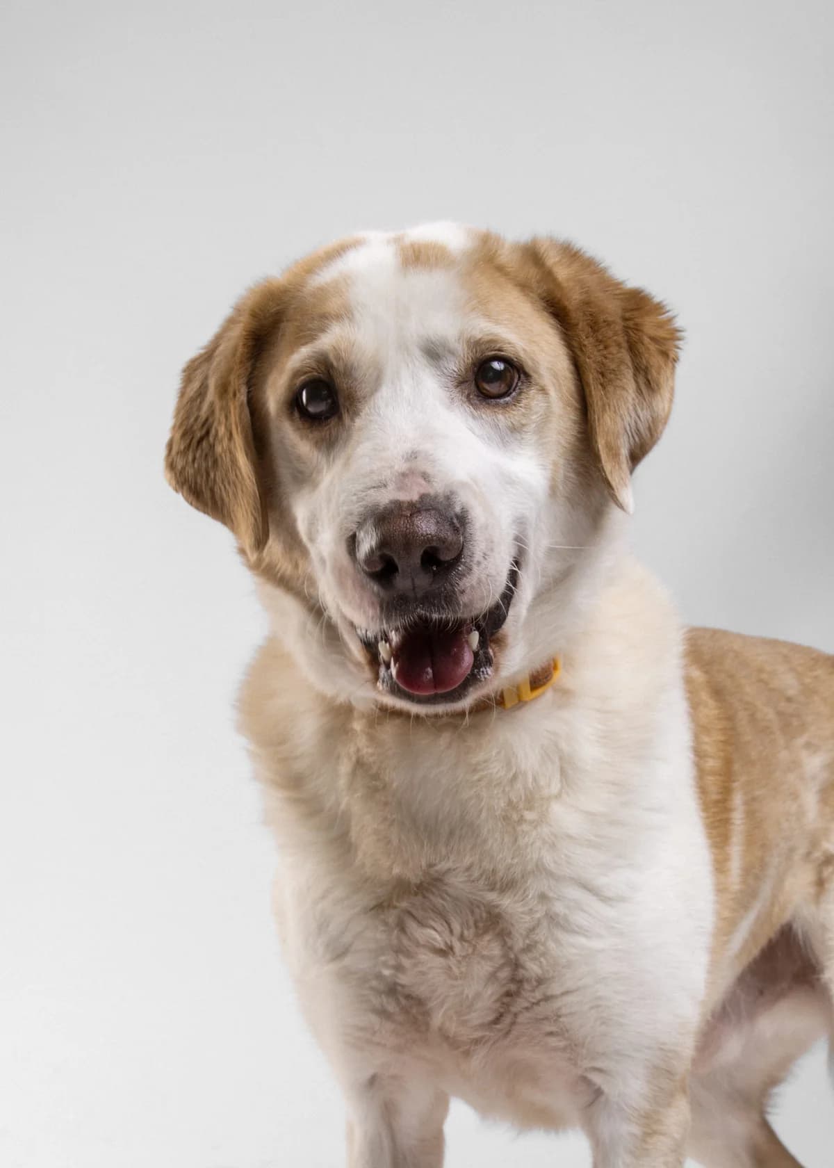Stivi (Стиви), male 6yo Mixed Breed for adoption at Lajka - Dog Shelter Skopje, Skopje