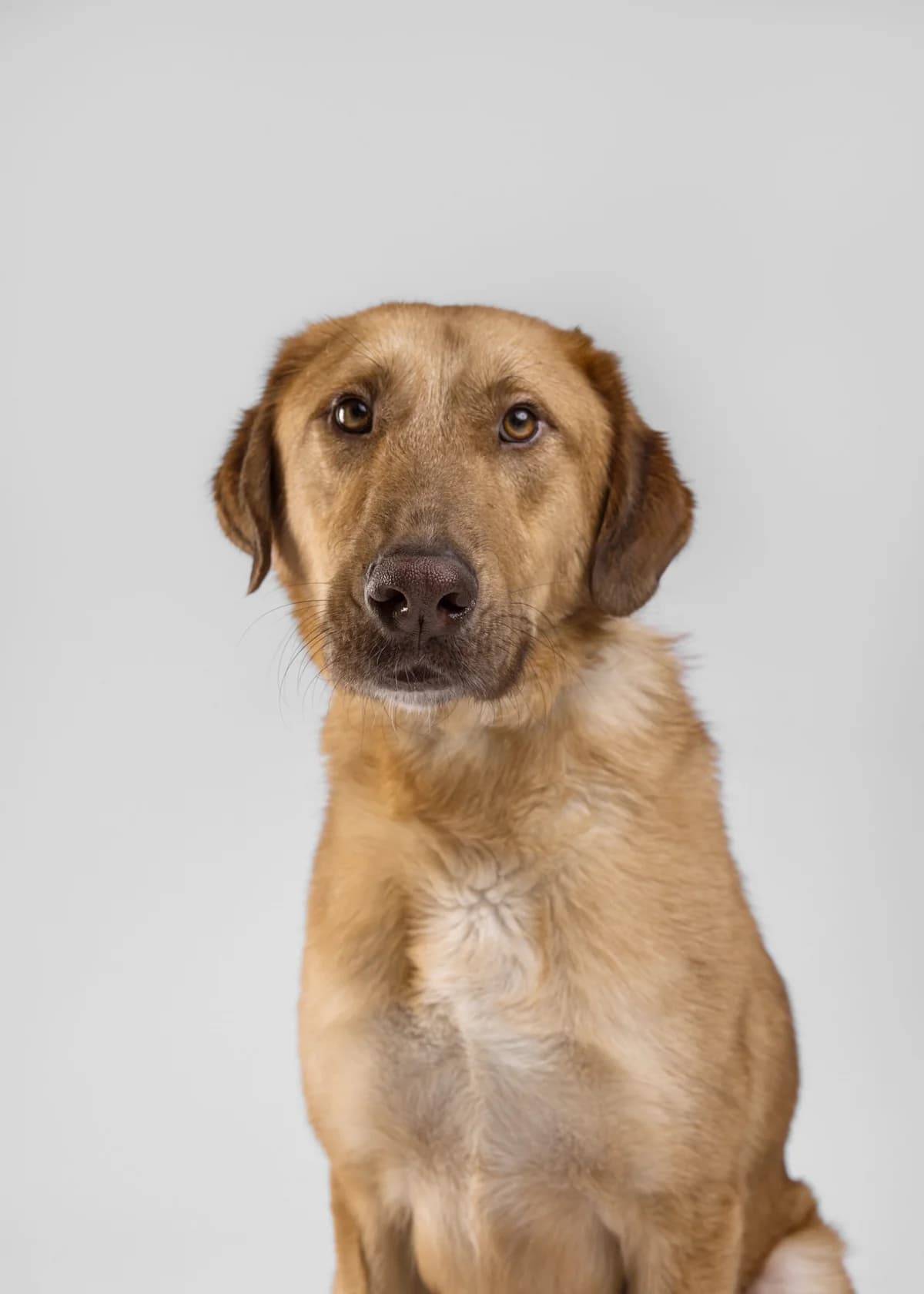 Aldo (Алдо), male 4yo Mixed Breed for adoption at Lajka - Dog Shelter Skopje, Skopje