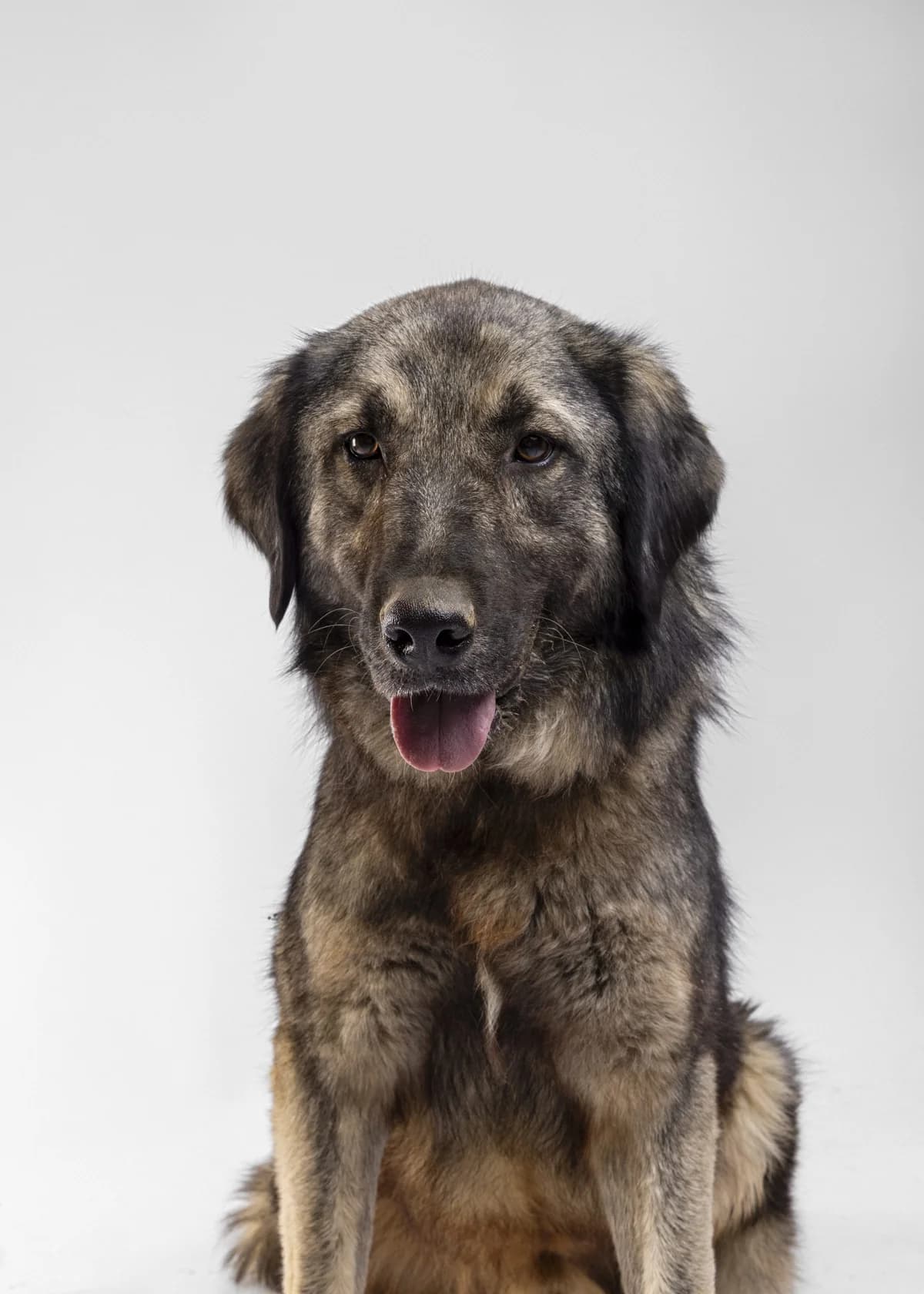 Medo (Медо), male mixed breed for adoption at Lajka - Dog Shelter Skopje, Skopje