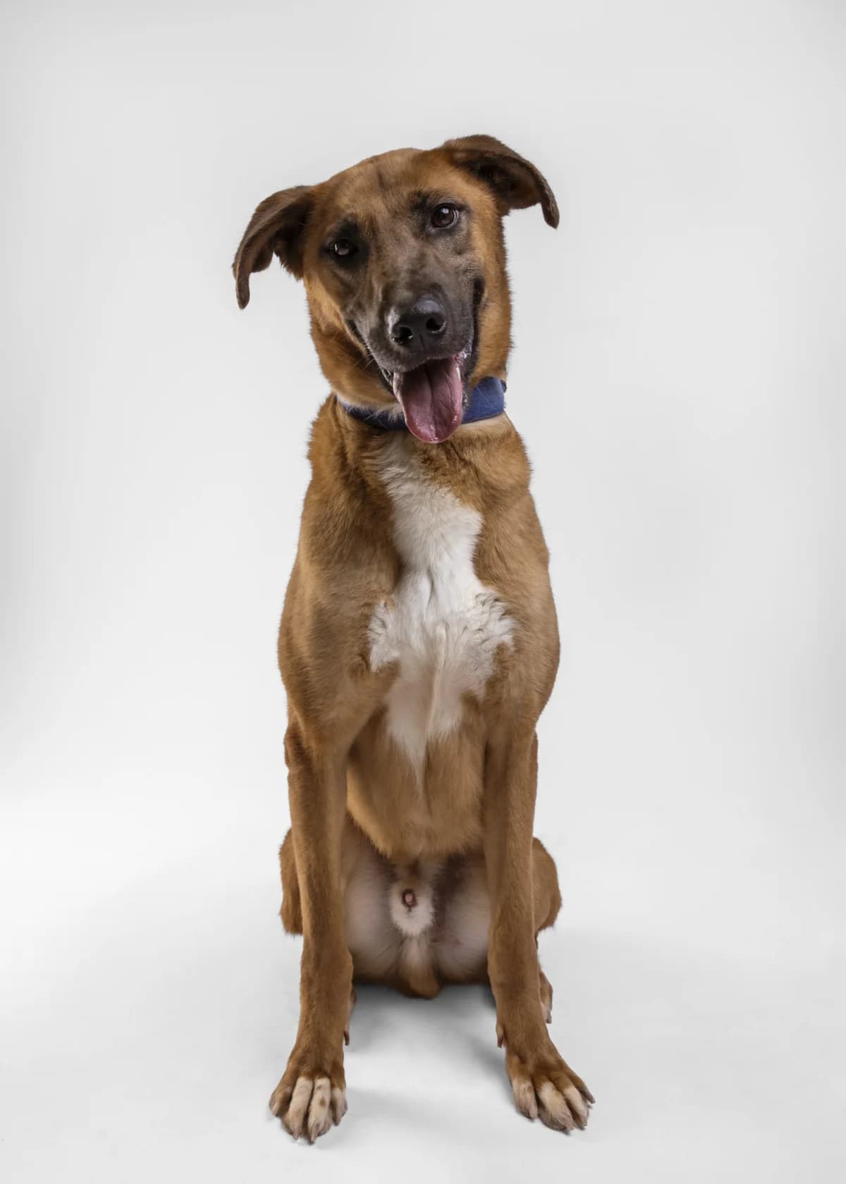 Skubi (Скуби), male young Mixed Breed for adoption at Lajka - Dog Shelter Skopje, Skopje