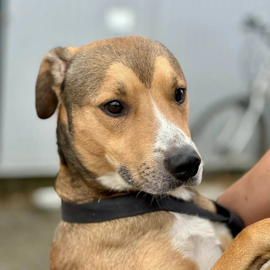 Ralf (Ралф), male Mixed Breed for adoption at Lajka - Dog Shelter Skopje, Skopje