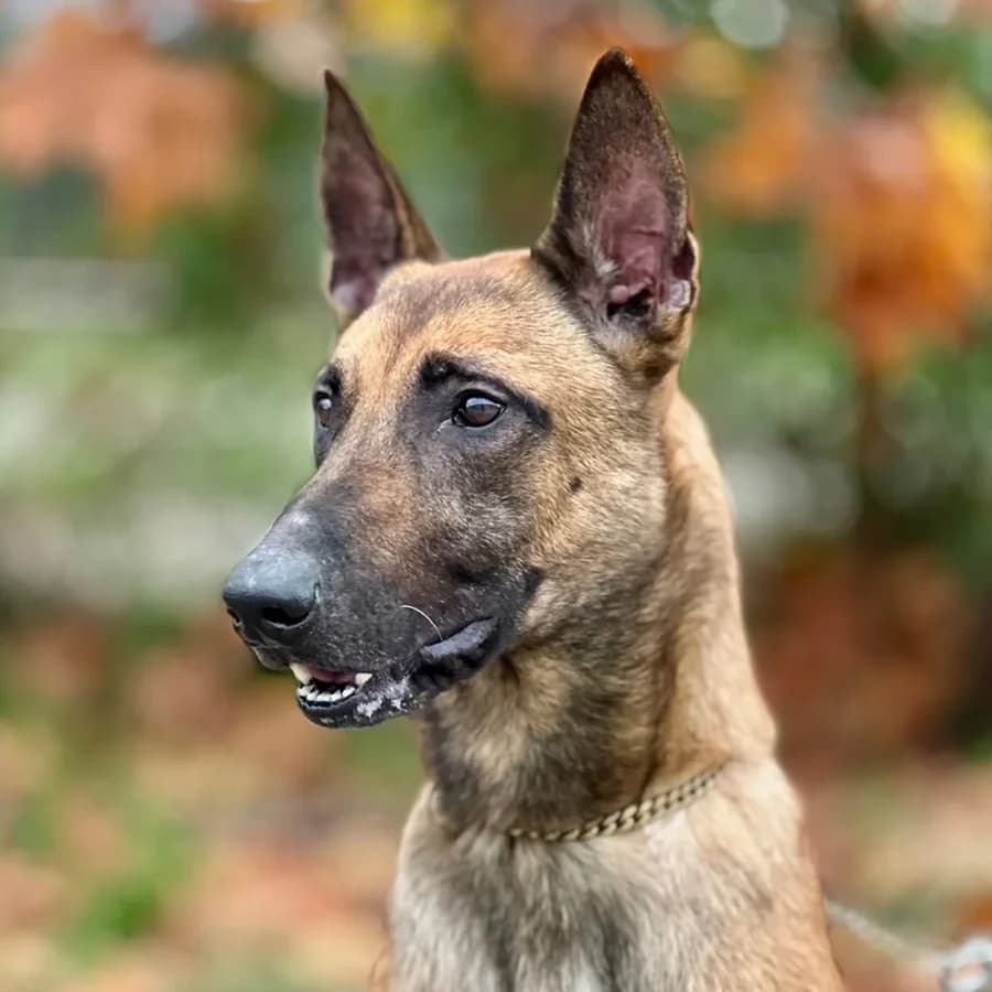 Dingo (Динго), male mixed breed for adoption at Lajka - Dog Shelter Skopje, Skopje