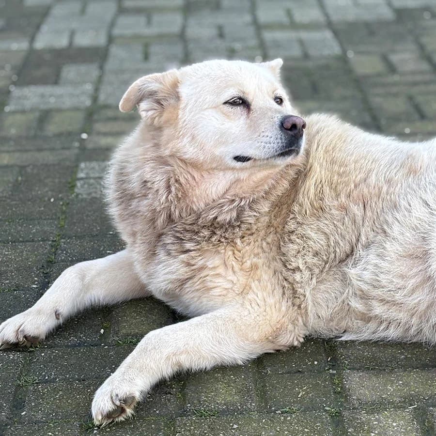 Eli (Ели), female Mixed Breed for adoption at Lajka - Dog Shelter Skopje, Skopje