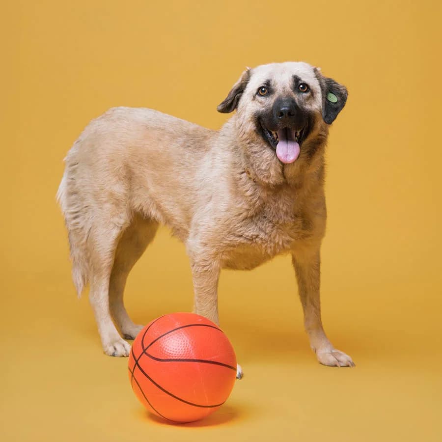 Buba (Буба), female Mixed Breed for adoption at Lajka - Dog Shelter Skopje, Skopje