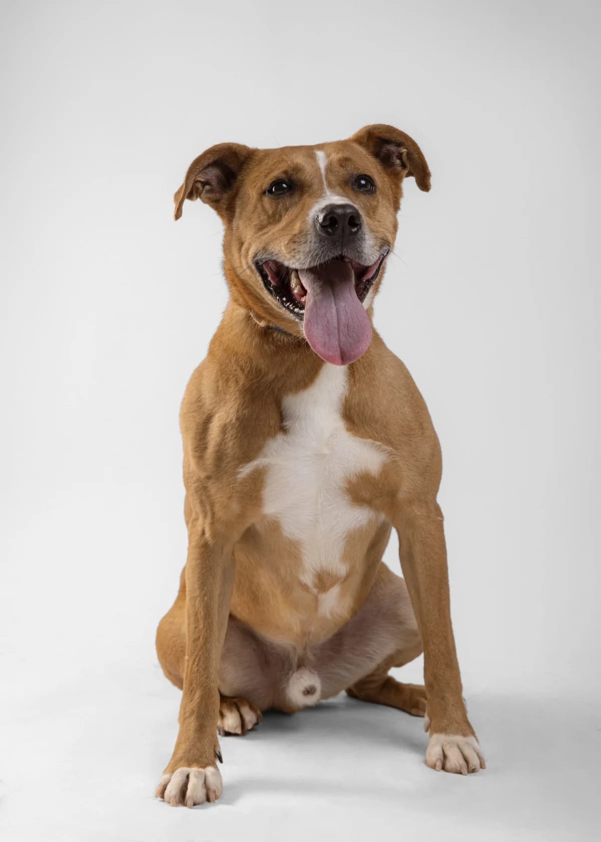Buster (Бустер), male Mixed Breed for adoption at Lajka - Dog Shelter Skopje, Skopje