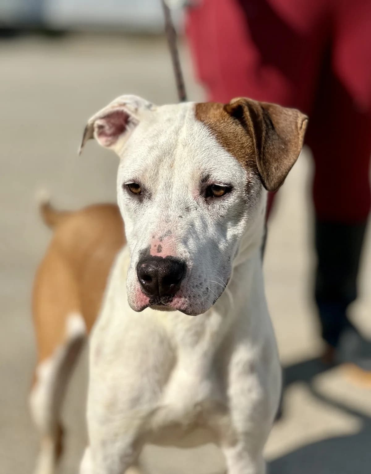 Tara (Тара), female Mixed Breed for adoption at Lajka - Dog Shelter Skopje, Skopje