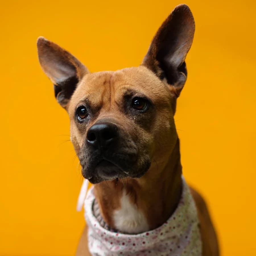Akira (Акира), female 6yo mixed breed for adoption at Lajka - Dog Shelter Skopje, Skopje