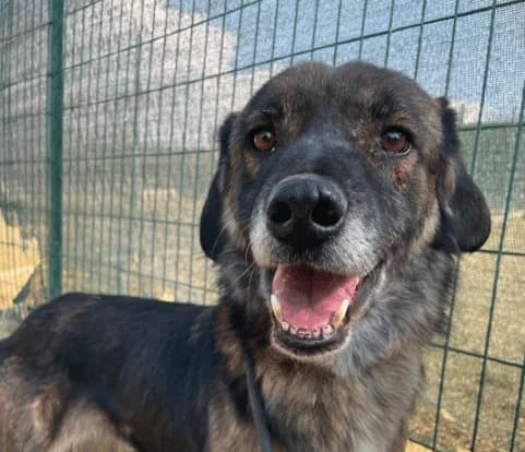 Rudi, male mixed breed for adoption at Strays Without Borders, Skopje