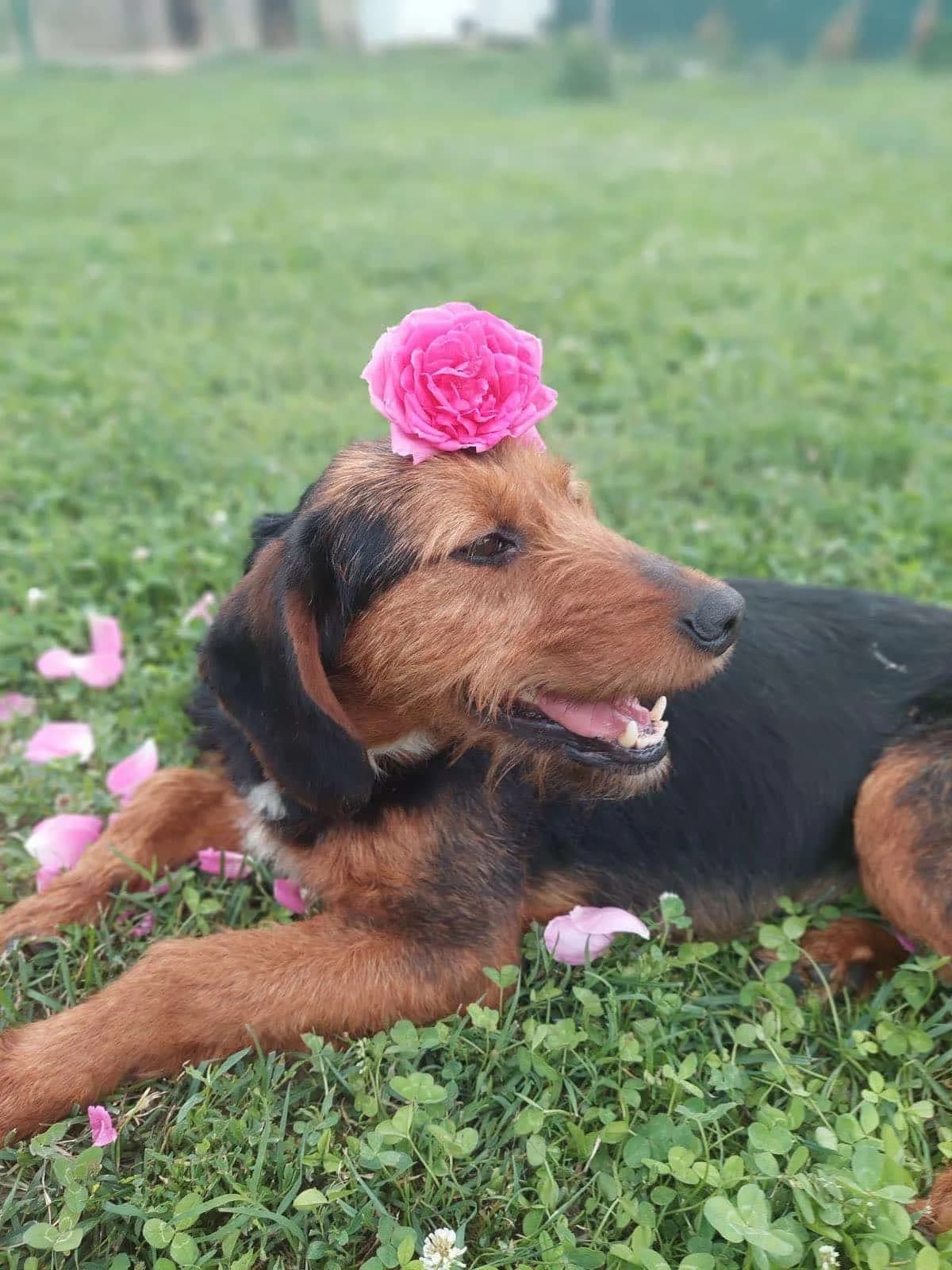 Rosalinda, female mixed breed for adoption at Strays Without Borders, Skopje
