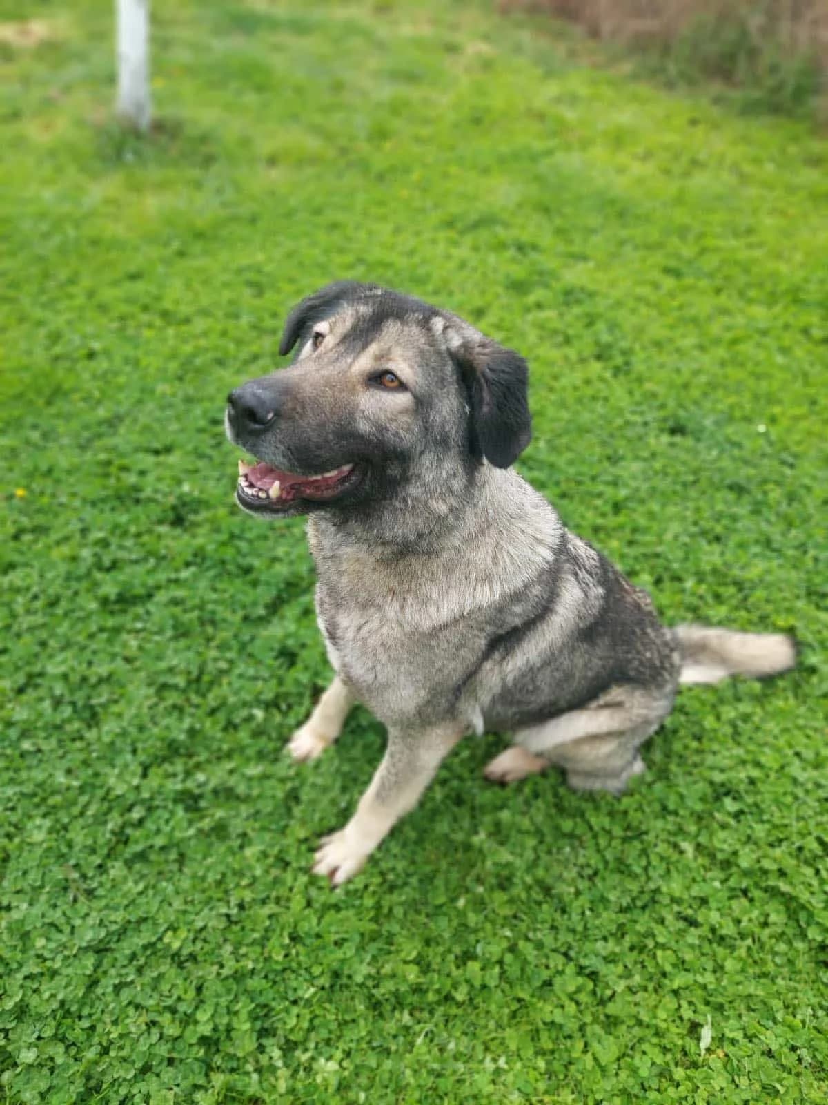 Sara, female mixed breed for adoption at Strays Without Borders, Skopje