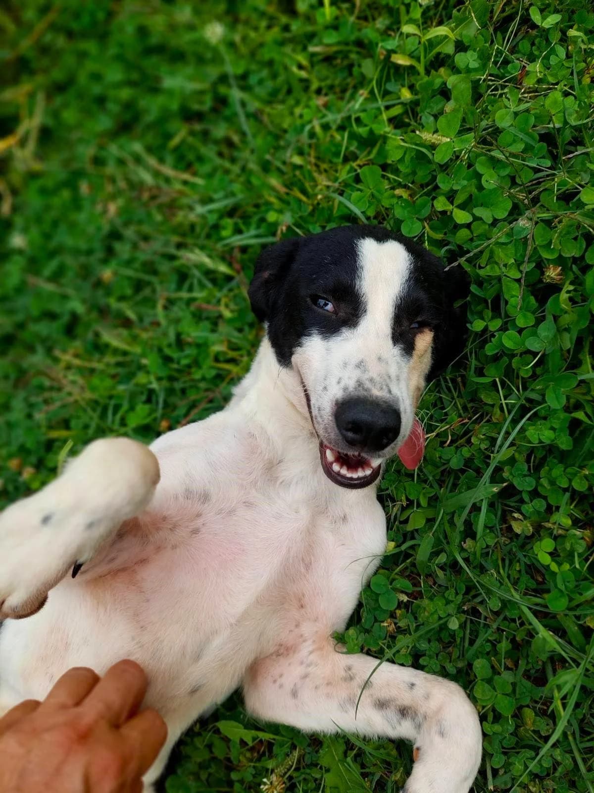 Lenny, male puppy mixed breed for adoption at Strays Without Borders, Skopje